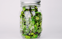 3800 Organic Broccoli Sprout Microgreens Seeds (10grams) - Seed World