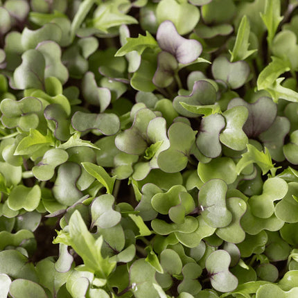 3800 Organic Broccoli Sprout Microgreens Seeds (10grams) - Seed World