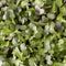 3800 Organic Broccoli Sprout Microgreens Seeds (10grams) - Seed World