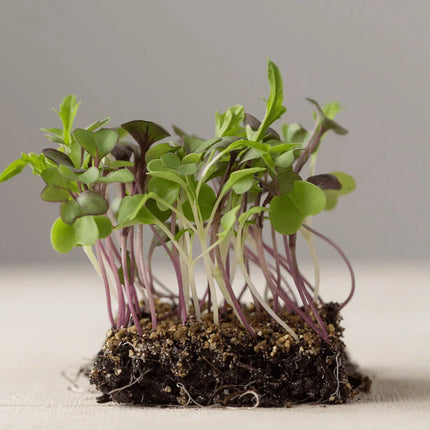 3800 Organic Broccoli Sprout Microgreens Seeds (10grams) - Seed World