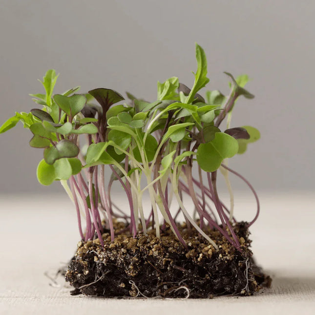 3800 Organic Broccoli Sprout Microgreens Seeds (10grams) - Seed World