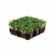 3g Organic Basic Salad Mix Microgreens Seeds - Seed World