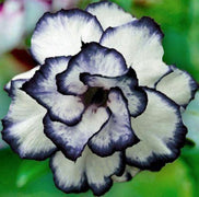 4 Black and White Desert Rose Seeds - Seed World