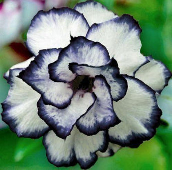 4 Black and White Desert Rose Seeds - Seed World