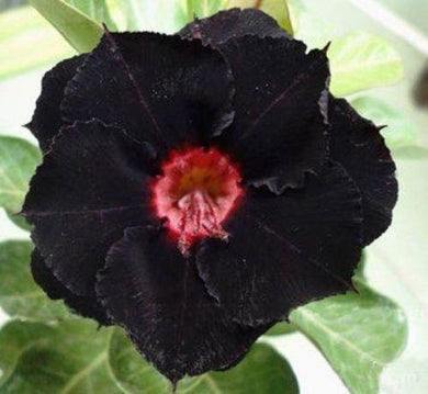 4 Black Red Desert Rose Seeds - Seed World