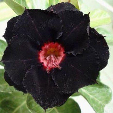 4 Black Red Desert Rose Seeds - Seed World