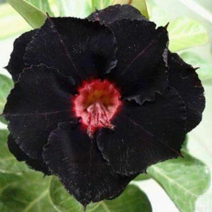 4 Black Red Desert Rose Seeds - Seed World