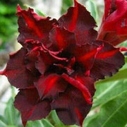 4 Dark Red Desert Rose Seeds - Seed World