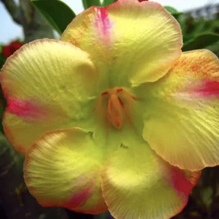 4 Desert Rose Adenium Obesum flower Seeds - Seed World