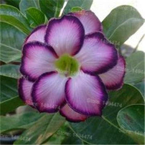 4 Desert Rose Adenium Obesum flower Seeds - Seed World