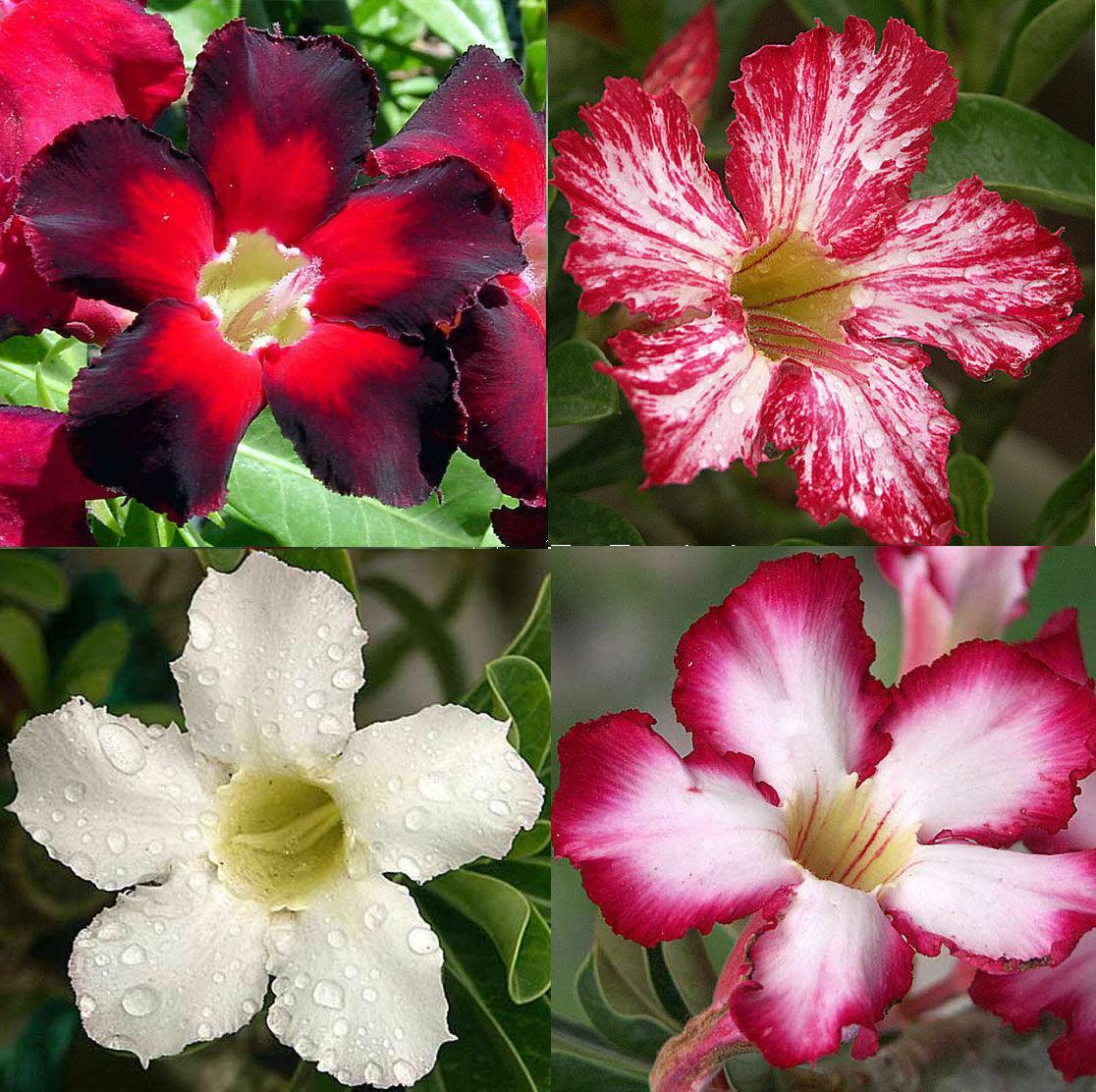 4 Desert Rose Adenium Obesum flower Seeds - Seed World
