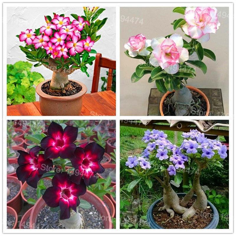 4 Desert Rose Adenium Obesum flower Seeds - Seed World