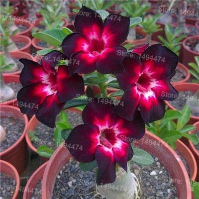 4 Desert Rose Adenium Obesum flower Seeds - Seed World