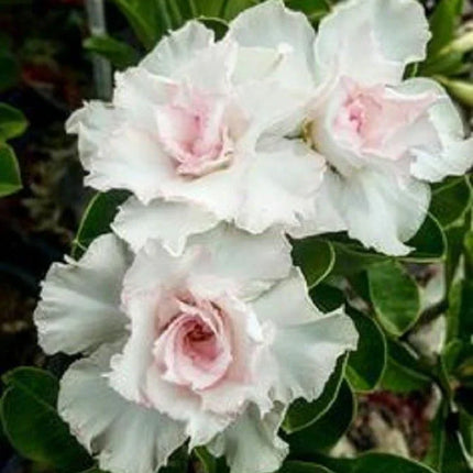 4 Desert Rose Adenium Obesum flower Seeds - Seed World