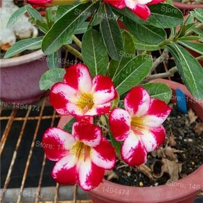4 Desert Rose Adenium Obesum flower Seeds - Seed World