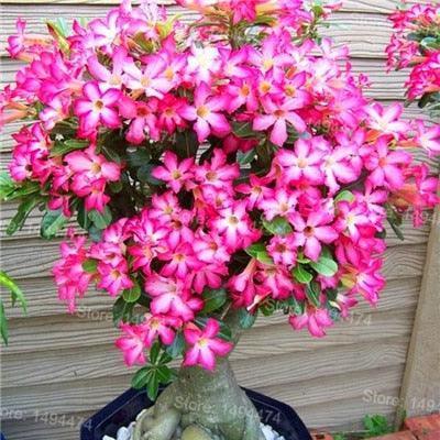 4 Desert Rose Adenium Obesum flower Seeds - Seed World