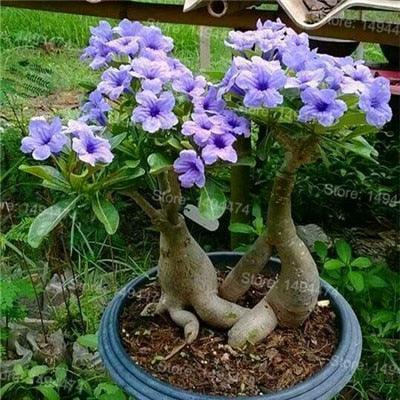 4 Desert Rose Adenium Obesum flower Seeds - Seed World