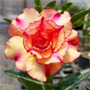 4 Desert Rose Adenium Obesum flower Seeds - Seed World