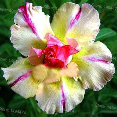 4 Desert Rose Adenium Obesum flower Seeds - Seed World