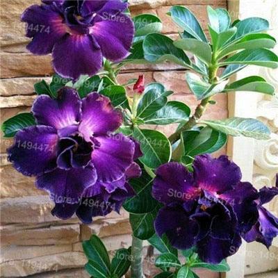 4 Desert Rose Adenium Obesum flower Seeds - Seed World