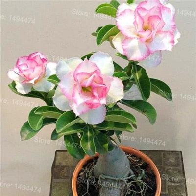 4 Desert Rose Adenium Obesum flower Seeds - Seed World