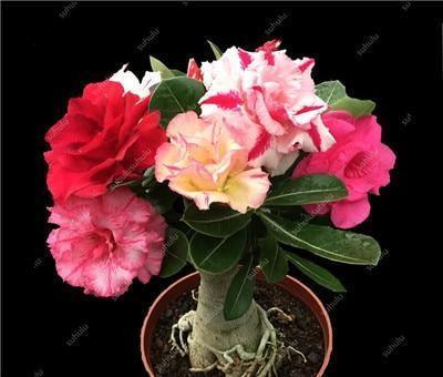 4 Desert Rose Seeds – Adenium Obesum - Seed World
