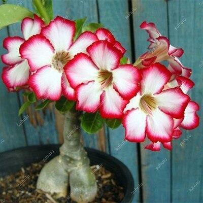 4 Desert Rose Seeds – Adenium Obesum - Seed World
