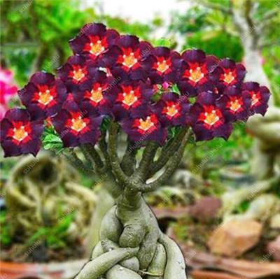 4 Desert Rose Seeds – Adenium Obesum - Seed World