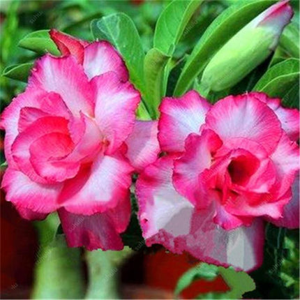 4 Desert Rose Seeds – Adenium Obesum - Seed World
