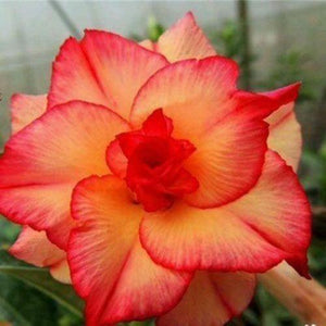 4 Double Red Yellow Desert Rose Seeds - Seed World