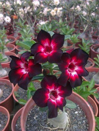4 Pink Black White Desert Rose (Adenium obesum) Seeds - Seed World