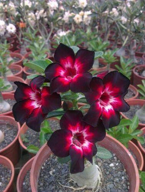 4 Pink Black White Desert Rose Seeds - Seed World