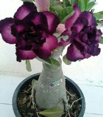4 Purple Black Desert Rose Seeds - Seed World