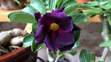 4 Purple Black Desert Rose Seeds - Seed World