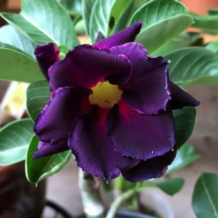 4 Purple Black Desert Rose Seeds - Seed World