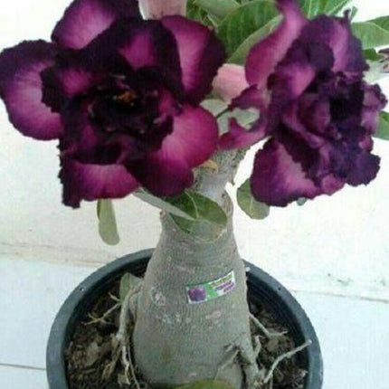 4 Purple Black Desert Rose Seeds - Seed World