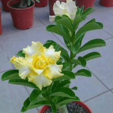 4 Rare Yellow White Desert Rose Seeds - Seed World