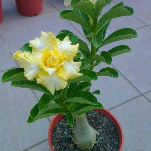 4 Rare Yellow White Desert Rose Seeds - Seed World