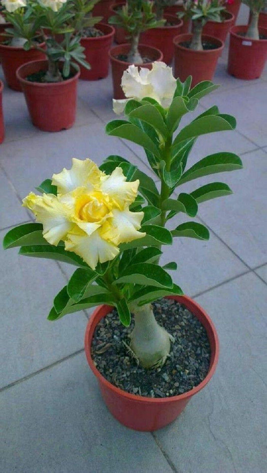 4 Rare Yellow White Desert Rose Seeds - Seed World