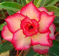 4 Yellow Red Desert Rose Seeds - Seed World