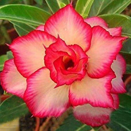 4 Yellow Red Desert Rose Seeds - Seed World
