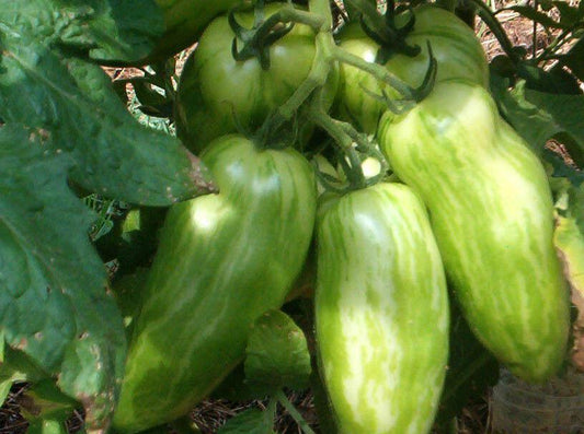 40 Banana Legs Tomato Seeds - Seed World
