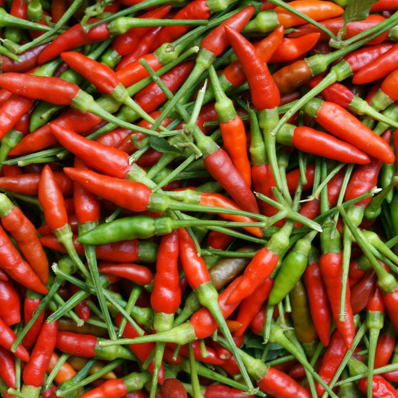 Birds Eye Chili Pepper (85 Days) – Pinetree Garden Seeds