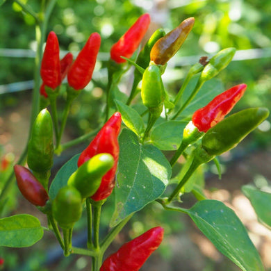 40 Birdseye Chili Pepper Seeds | Non-GMO | Heirloom - Seed World