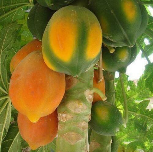 40 Carica Papaya - Coorg Honeydew Seeds - Seed World