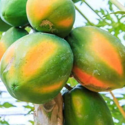 40 Carica Papaya - Coorg Honeydew Seeds - Seed World