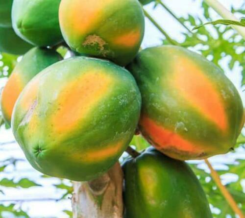 40 Carica Papaya - Coorg Honeydew Seeds - Seed World