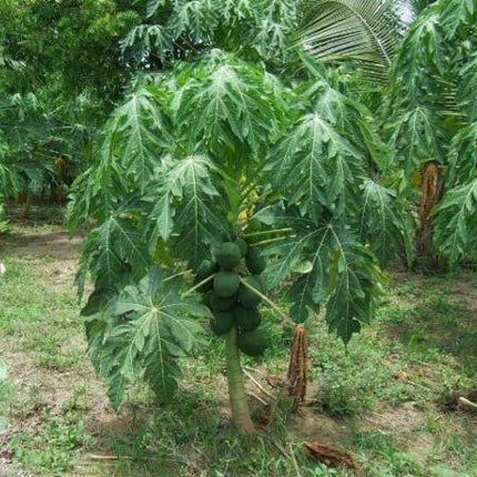 40 Carica Papaya - Coorg Honeydew Seeds - Seed World