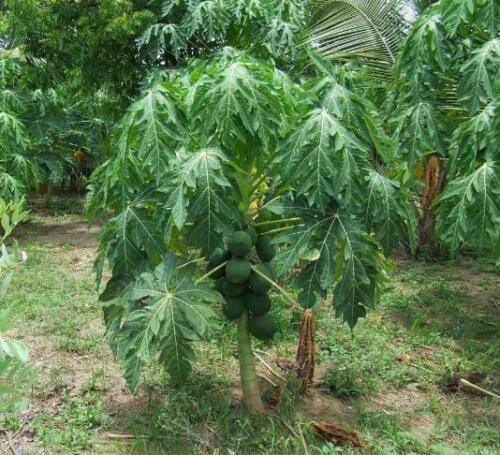 40 Carica Papaya - Coorg Honeydew Seeds - Seed World