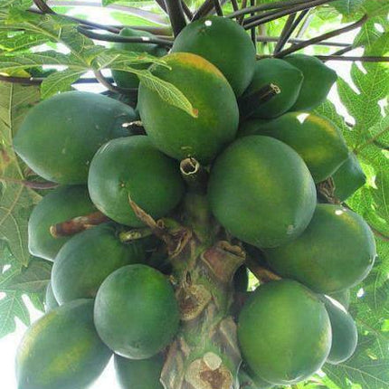 40 Carica Papaya - Coorg Honeydew Seeds - Seed World